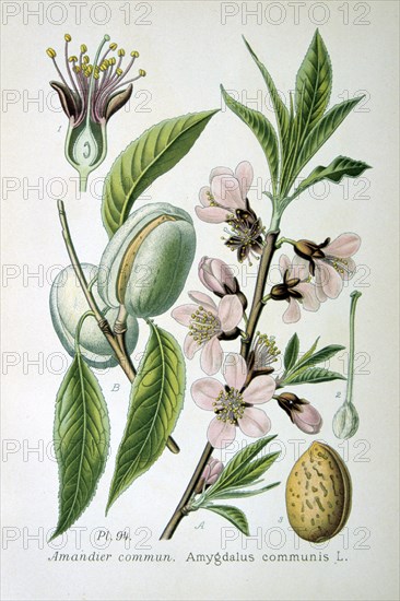 Sweet almond, 1893. Artist: Unknown