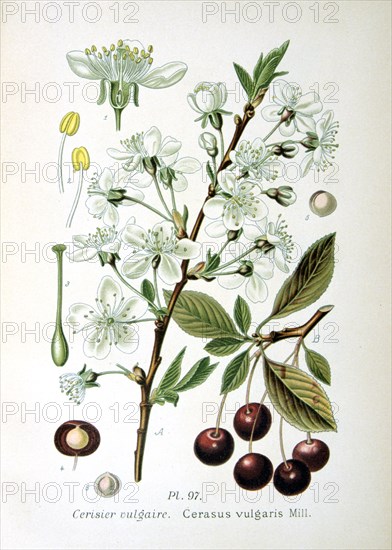 Sour cherry, 1893. Artist: Unknown