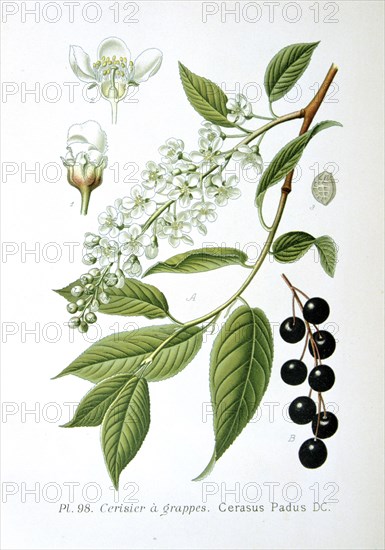 Bird cherry, 1893. Artist: Unknown
