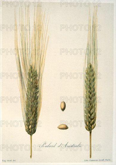 Ears of wheat, c1888. Artist: E Graff