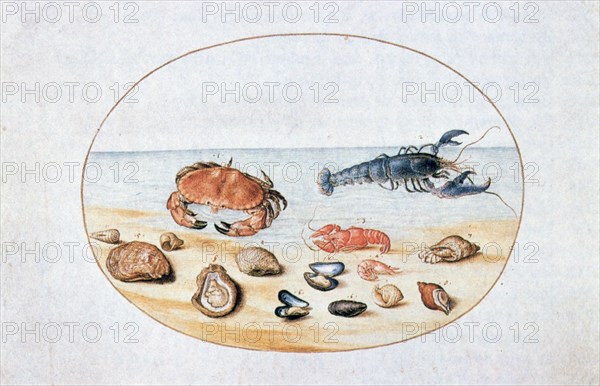 'Shells and Shellfish', 16th century. Artist: Joris Hoefnagel