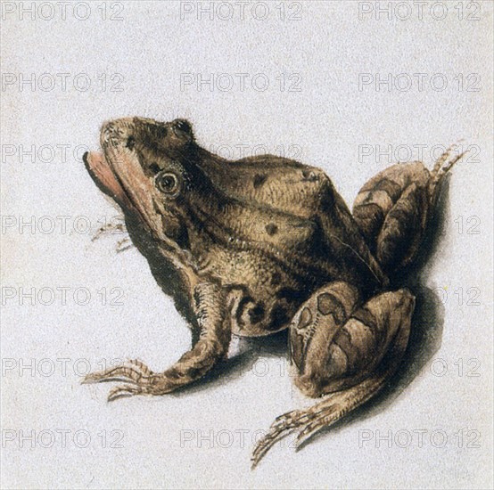 'Green Frog', 16th century. Artist: Joris Hoefnagel