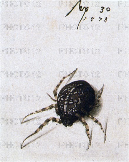 'Female Spider', 1578. Artist: Joris Hoefnagel