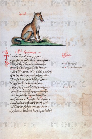 The Fox, 1564. Artist: Unknown