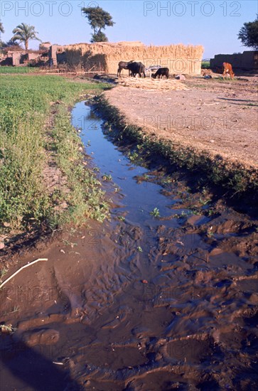 Animals grazing beside an irrigation or drainage ditch, Egypt, 20th Century. Artist: Unknown