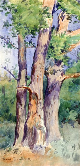 'Study of Trees', c1842-1899. Artist: Rosa Bonheur
