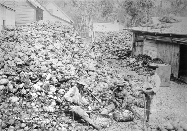 Copra making, Samoa, 1899. Artist: Burton Brothers