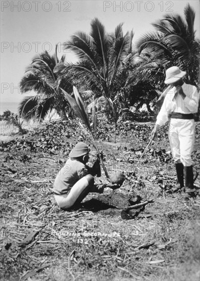 Planting coconuts, Solomon Island, Fiji, 1905. Artist: Unknown