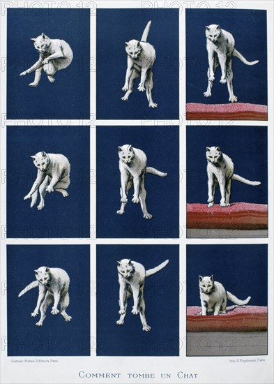 How a cat falls, 19th century. Artist: Gustave Francois Lasellaz