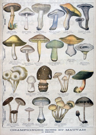 Good and bad mushrooms, 1896. Artist: Unknown