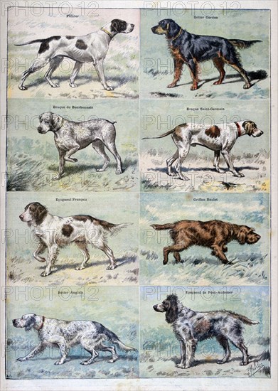 Gun dogs, 1897. Artist: P Mahler