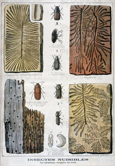 Xylophagous insects that are destructive to forests, 1897. Artist: F Meaulle