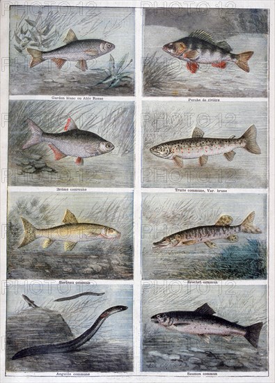 Freshwater fish, 1897. Creator: F Meaulle.