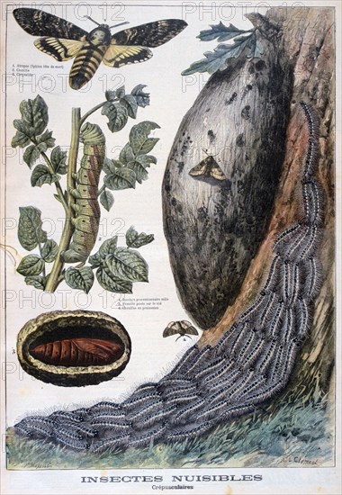 Harmful crepuscular insects, 1897. Artist: F Meaulle