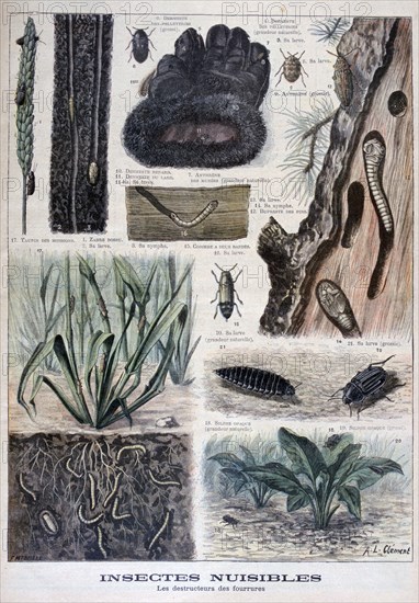 Insects harmful to furs, 1897. Artist: F Meaulle