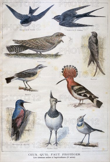 Birds that are protected, and helpful in agriculture, 1897. Artist: F Meaulle