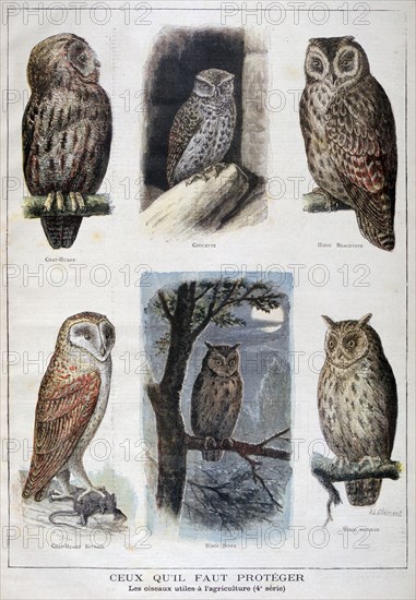 Birds that are protected, and helpful in agriculture, 1897. Artist: F Meaulle