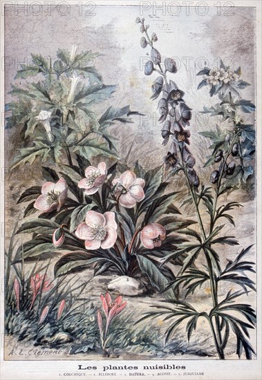 Harmful plants, 1897. Creator: F Meaulle.