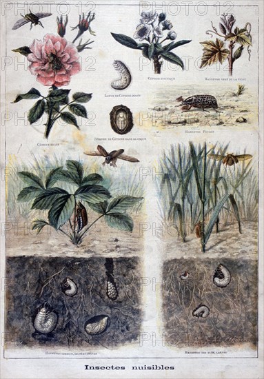 Harmful insects, 1897. Artist: F Meaulle