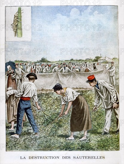 Destroying the grasshopper, 1901. Artist: Unknown