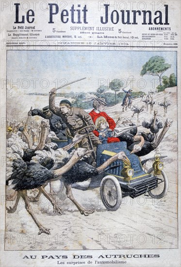 Ostriches attacking a car, California, USA, 1904. Artist: Unknown