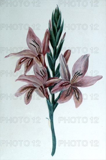 'Glaieul' (Gladioli), 19th century.  Artist: George Sand