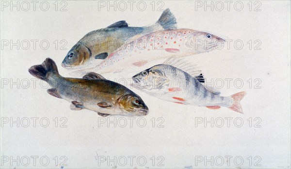 'Study of Fish: Two Tench, a Trout and a Perch', c1822-1824.  Artist: JMW Turner