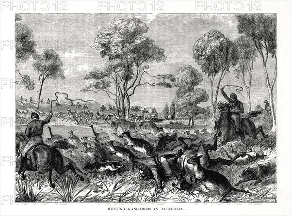 Hunting kangaroos, Australia, 1877. Artist: Unknown