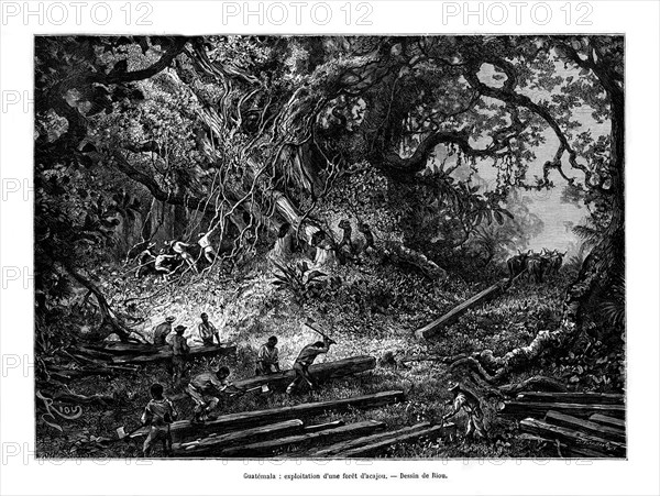 Mahogany tree logging, Guatemala, 19th century. Artist: Edouard Riou