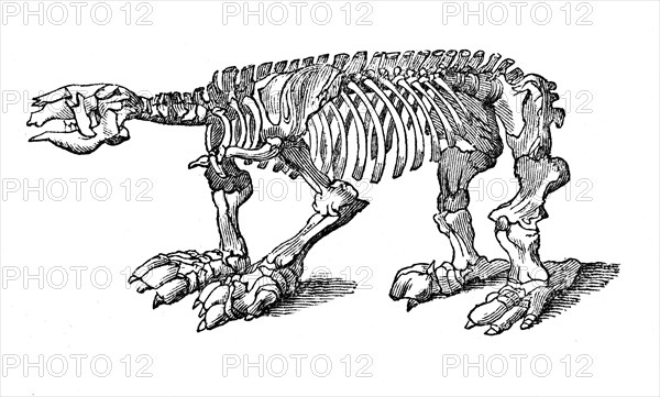 Skeleton of Megatherium, extinct giant ground sloth, 1833.Artist: Jackson