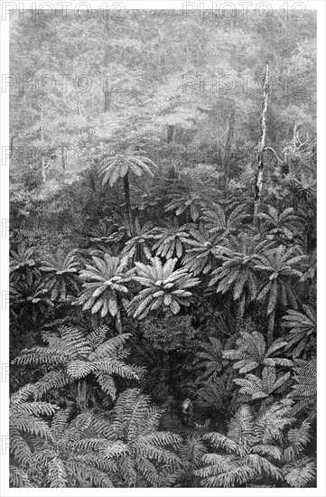 Fern Tree Gully, Australia, 1886. Artist: Unknown