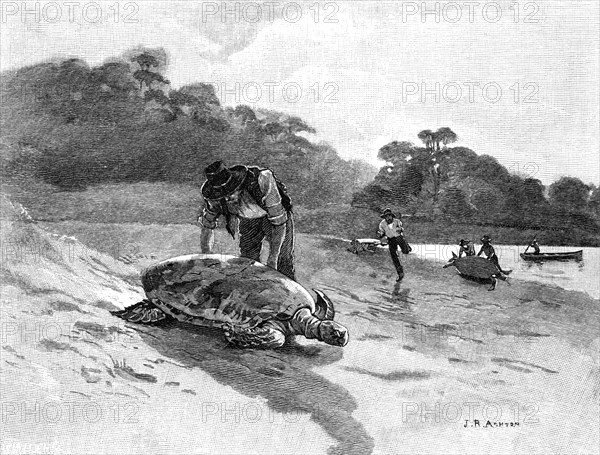 Turtle Catching, 1886.Artist: Julian Ashton