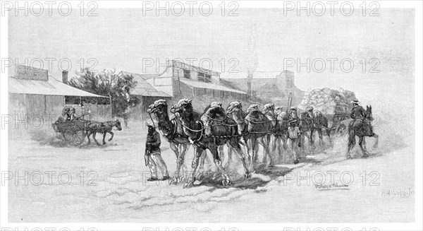 Camel team, Wilcannia, New South Wales, Australia, 1886. Artist: Unknown