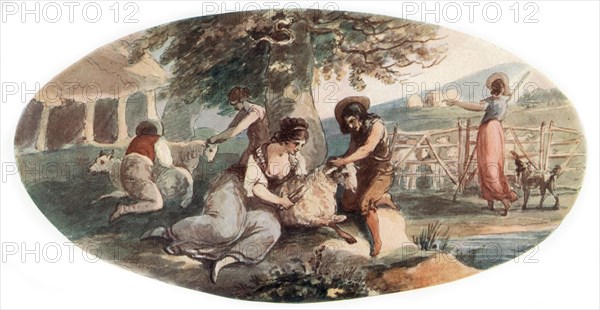 'Sheep Shearing', (1912).Artist: William Hamilton