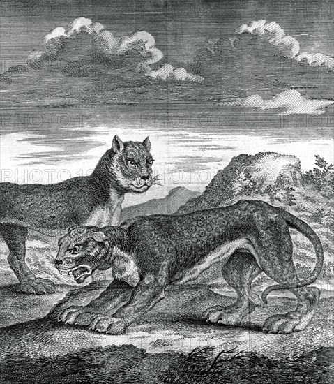 East Indian leopard, 1750. Artist: Unknown