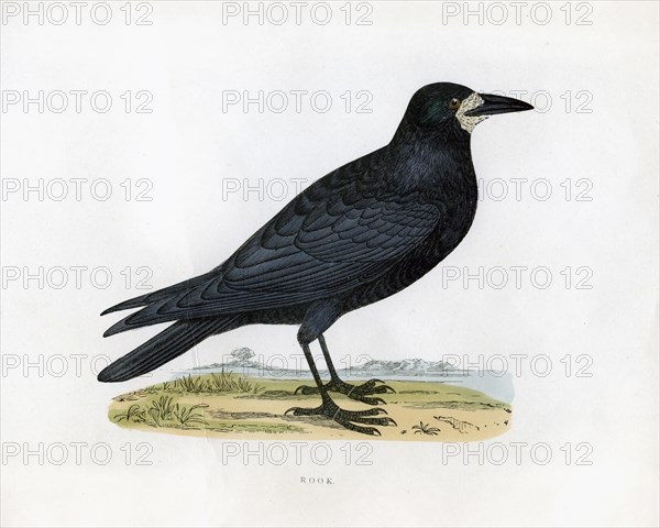 'Rook', c19th century. Artist: Unknown