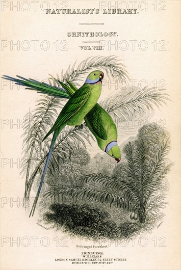 'The Naturalist's Library, Ornithology Vol VIII, Red ringed Parrakeet', c1833-1865.Artist: William Home Lizars