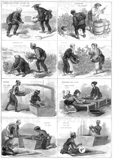 Japanese tea production, 1874. Artist: Unknown