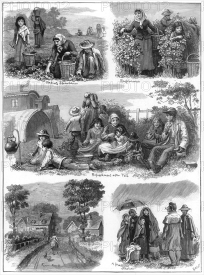 Fruit gatherers, 1899. Artist: Unknown