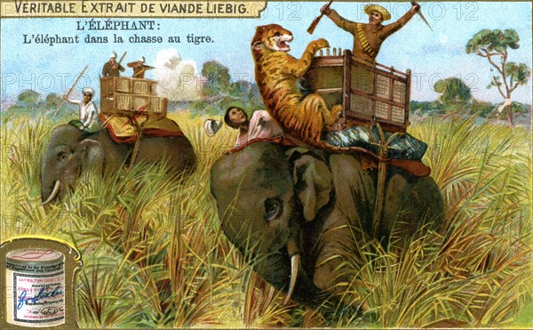 The Elephant on a tiger hunt, c1900. Artist: Unknown
