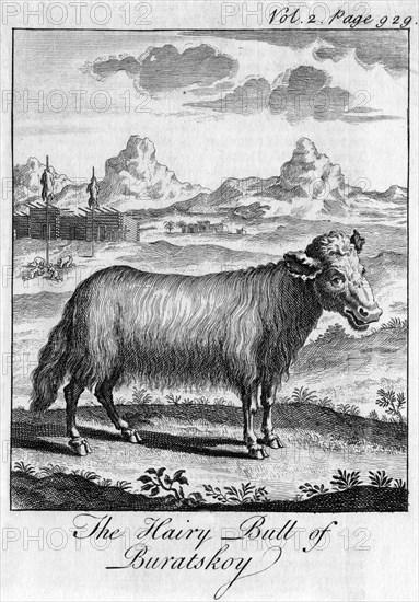 'The Hairy Bull of Buratskoy', c18th century. Artist: Unknown