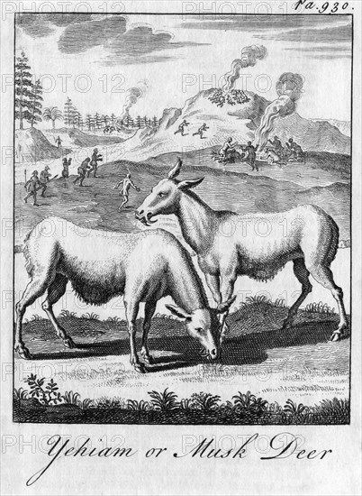 'Yehiam or Musk Deer', c18th century. Artist: Unknown