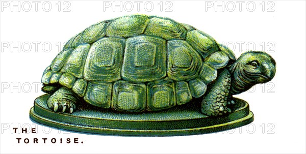 The Tortoise, 1923. Artist: Unknown