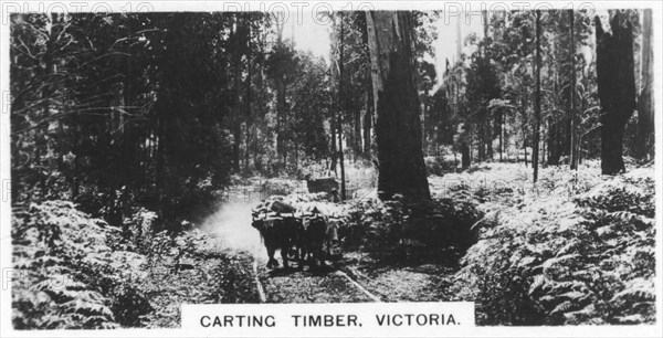 Carting timber, Victoria, Australia, 1928. Artist: Unknown