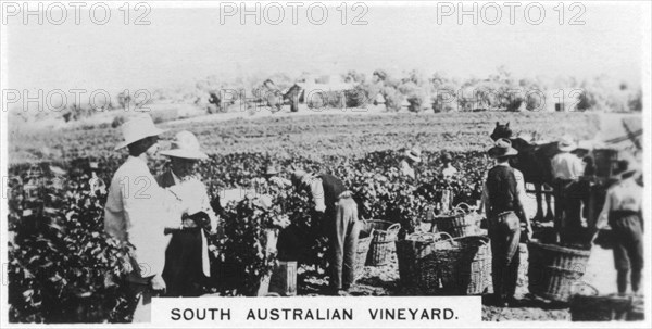 South Australian vineyard, 1928. Artist: Unknown