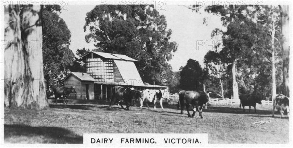 Dairy farming, Victoria, Australia, 1928. Artist: Unknown