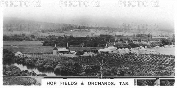 Hop fields and orchards, Tasmania, Australia, 1928. Artist: Unknown