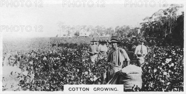 Cotton picking, Australia, 1928. Artist: Unknown