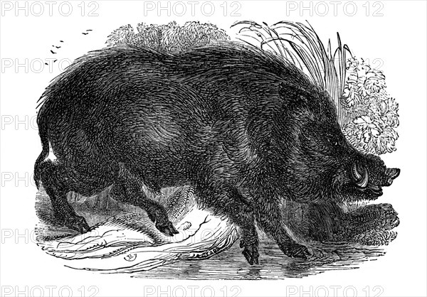 Wild boar, 1848. Artist: Unknown