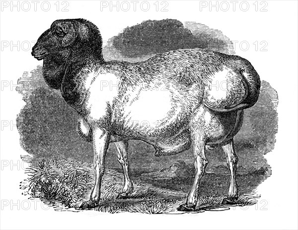 Fat-rumped sheep of Tartary, 1848. Artist: Unknown